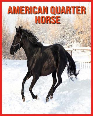 Book cover for American Quarter Horse