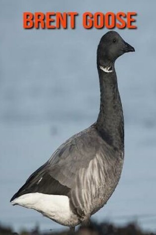 Cover of Brent Goose