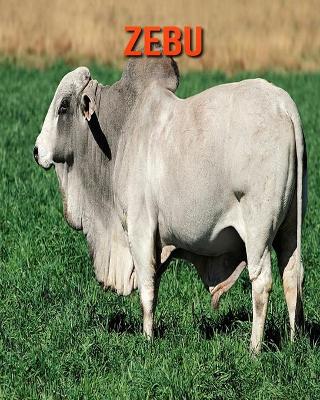 Book cover for Zebu