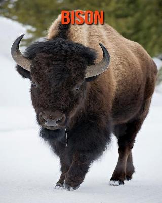 Book cover for Bison