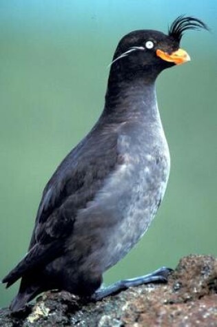 Cover of Crested Auklet Bird Journal