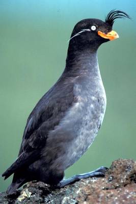 Book cover for Crested Auklet Bird Journal