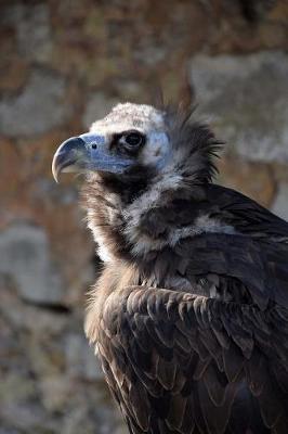 Book cover for Black Vulture Bird Journal