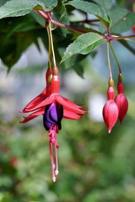 Book cover for Fuchsia Crocosmia Flower Journal