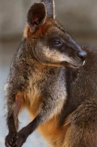 Cover of Website Password Organizer Swamp Wallaby in Australia