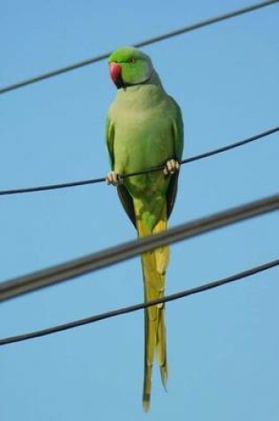 Cover of Rose Ringed Parakeet Bird (Birds of the World)