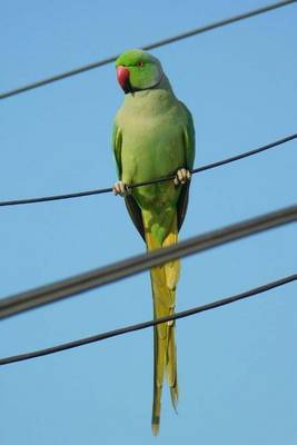 Book cover for Rose Ringed Parakeet Bird (Birds of the World)