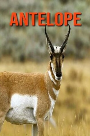 Cover of Antelope