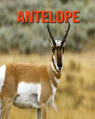 Book cover for Antelope