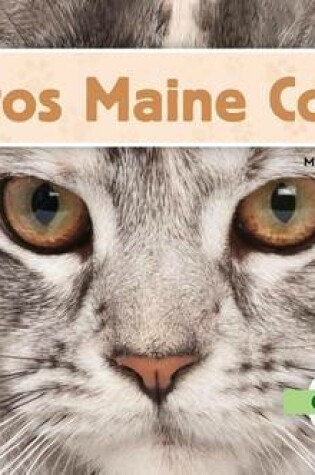 Cover of El Gato Maine Coon, El