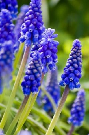 Cover of Close Up of Blue Bell Blooms, for the Love of Flowers