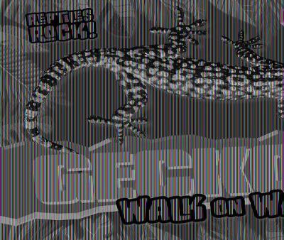 Cover of Geckos Walk on Walls!