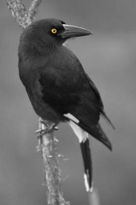 Book cover for Yellow-eyed Currawong Journal