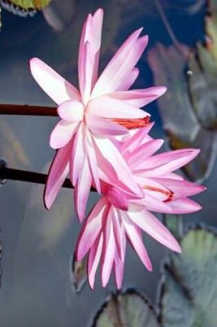 Cover of A Pair of Pretty Pink Water Lilies Journal