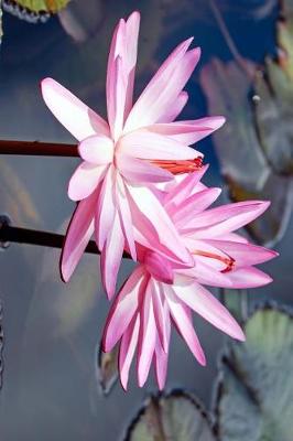 Book cover for A Pair of Pretty Pink Water Lilies Journal