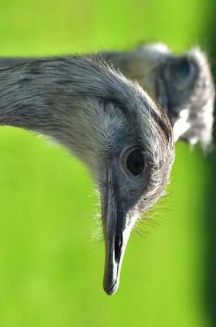 Cover of Rhea Bird Profile in Argentina, Birds of the World