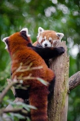 Book cover for Two Red Pandas Playing on a Stump Journal