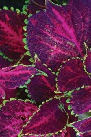 Cover of Purple Coleus Notebook