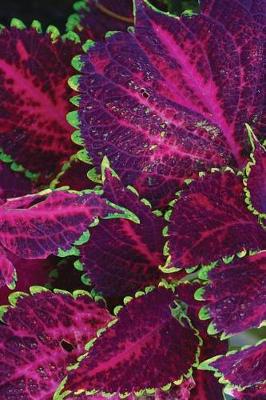 Book cover for Purple Coleus Notebook