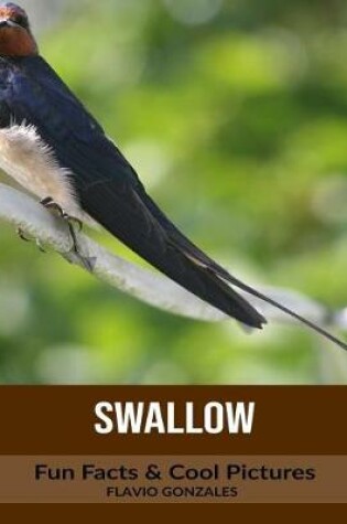 Cover of Swallow