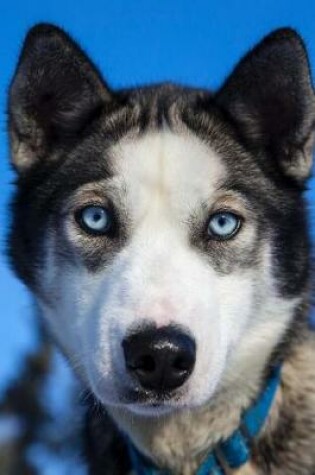 Cover of Young Siberian Husky with Blue Eyes Puppy Dog Journal