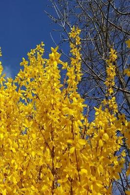 Cover of 2019 Weekly Planner Pretty Forsythia Branches Blue Sky 134 Pages