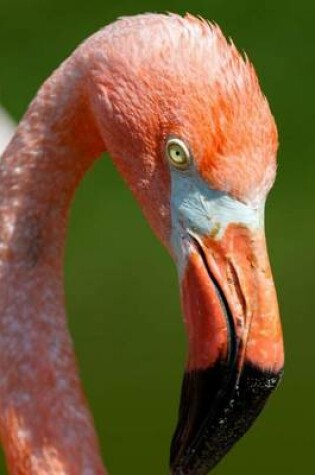 Cover of Flamingo Potrait (Birds of the World)