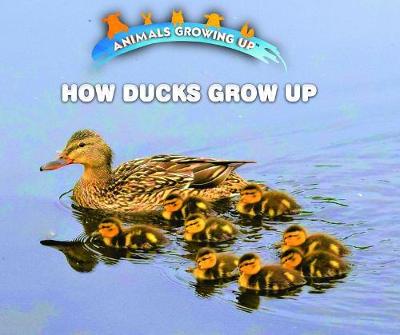 Book cover for How Ducks Grow Up