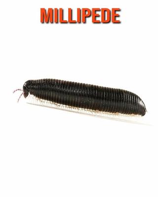 Cover of Millipede