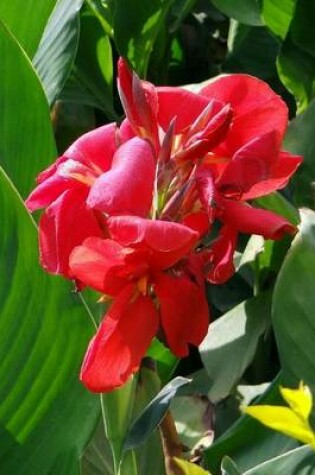 Cover of Red Canna Lily Blooming, for the Love of Flowers