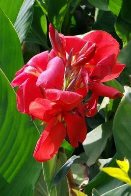 Book cover for Red Canna Lily Blooming, for the Love of Flowers