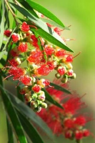 Cover of Native Australian Bottlebrush Tree