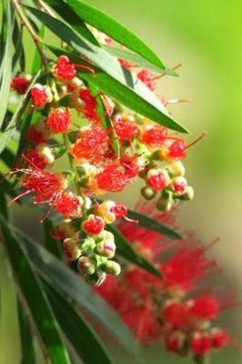 Book cover for Native Australian Bottlebrush Tree