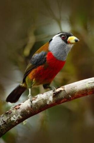 Cover of Toucan Barbet (Semnomis Ramphastinus) Bird Journal