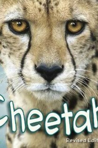 Cover of African Animals Cheetahs