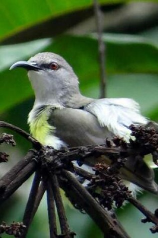 Cover of Purple Rumped Sunbird, Birds of the World