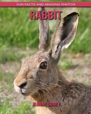 Book cover for Rabbit