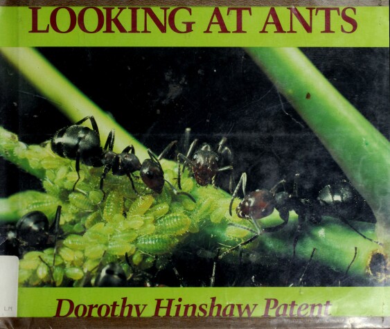 Book cover for Looking at Ants