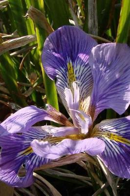 Book cover for Iris Unguicularis Blooming in the Spring Garden Journal