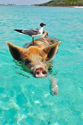 Book cover for When a Pig Swims