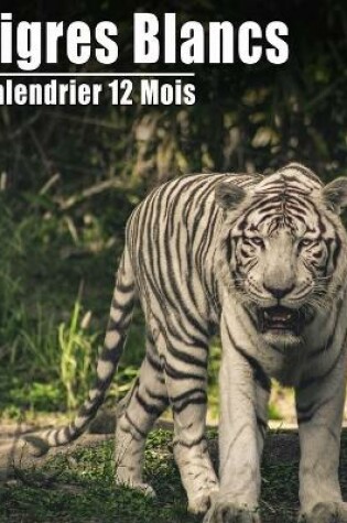 Cover of Calendrier 2021 Tigres Blancs