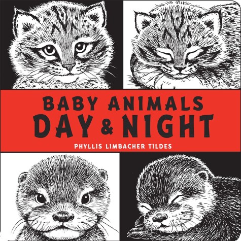 Book cover for Baby Animals Day & Night