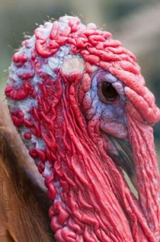 Cover of Close-Up Profile of a Turkey, Birds of the World