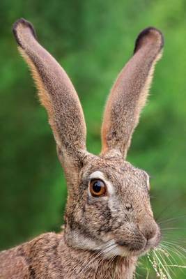 Book cover for Scrub Hare Portrait Journal