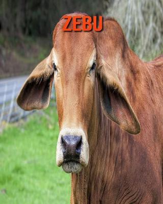 Book cover for Zebu