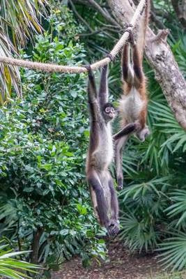 Book cover for Spider Monkeys Playing Together Animal Journal