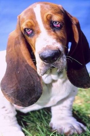 Cover of 2020 Daily Planner Basset Hound Dog Photo 388 Pages