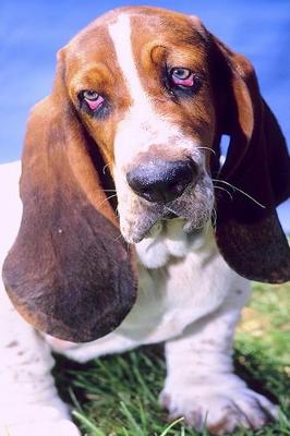 Book cover for 2020 Daily Planner Basset Hound Dog Photo 388 Pages