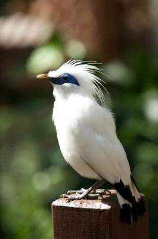 Cover of A White Bali Myna Bird on a Post Journal