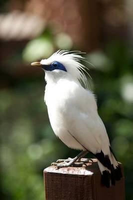 Book cover for A White Bali Myna Bird on a Post Journal